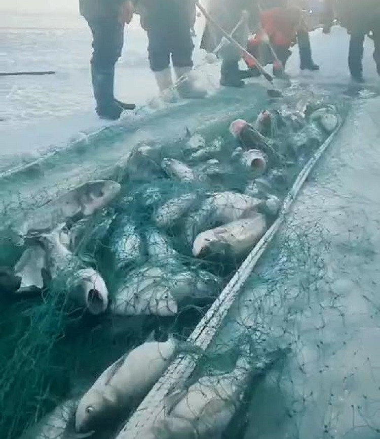 大拉网 有囊大拉网 冰下大拉网 地拉网