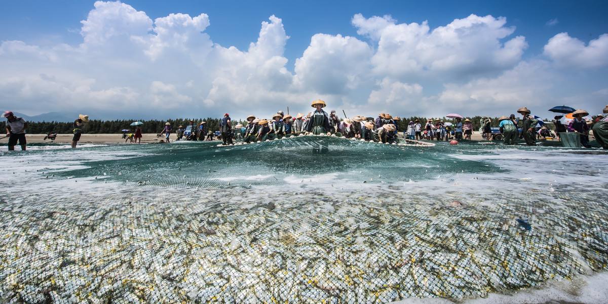 大拉网 无囊大拉网 地拉网 高脚网
