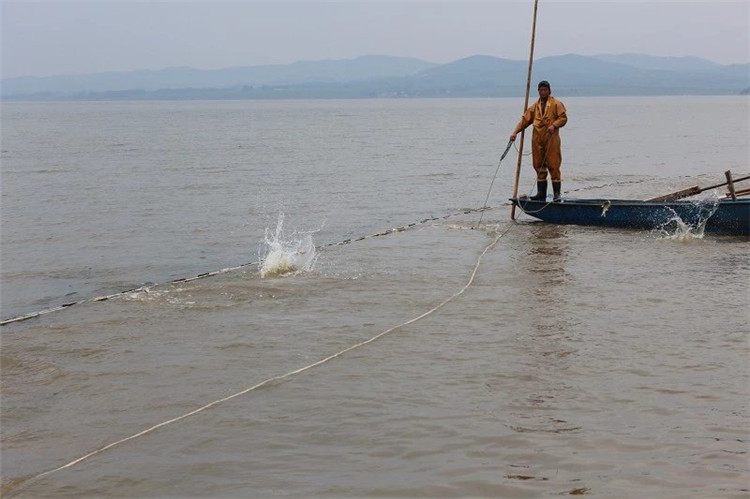 大拉网 无囊大拉网 地拉网 高脚网