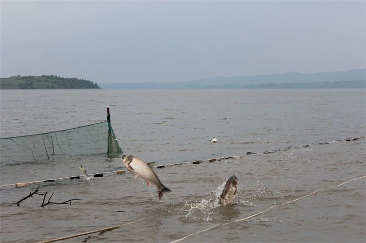 大拉网 无囊大拉网 地拉网 高脚网