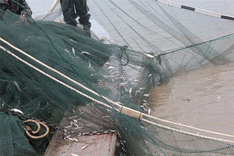 大拉网 无囊大拉网 地拉网 高脚网