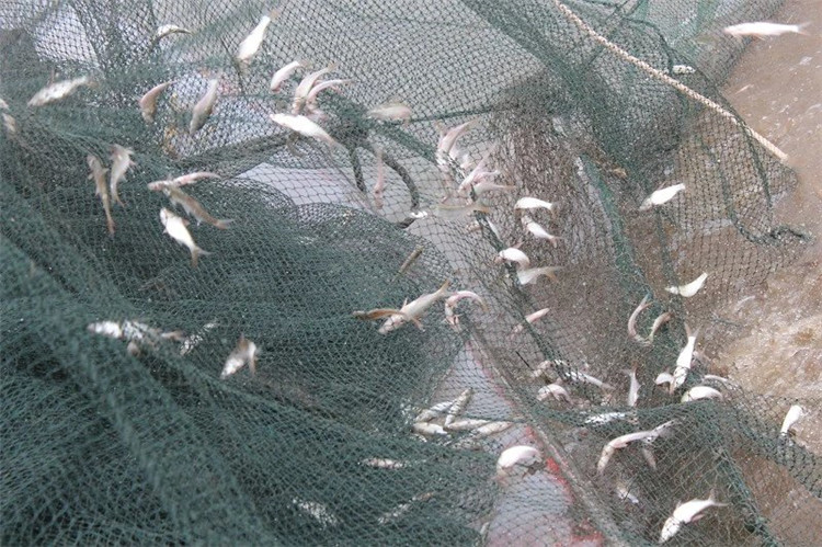 大拉网 无囊大拉网 地拉网 高脚网