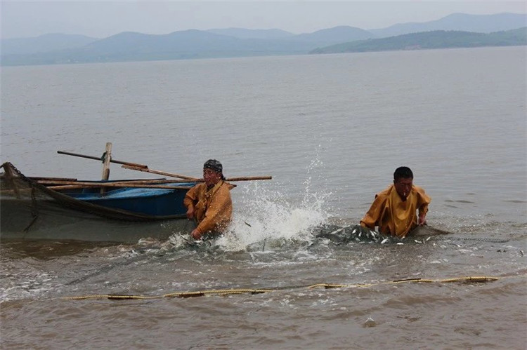 大拉网 无囊大拉网 地拉网 高脚网