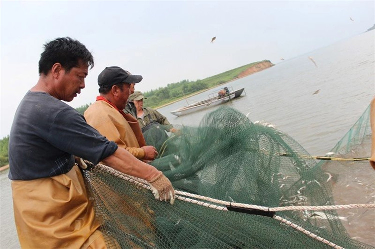 大拉网 无囊大拉网 地拉网 高脚网
