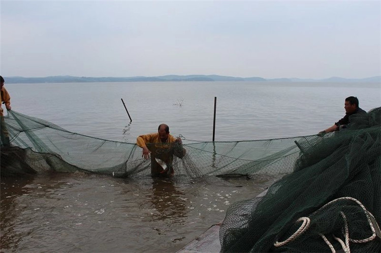 大拉网 无囊大拉网 地拉网 高脚网