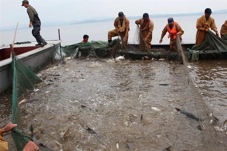 大拉网 无囊大拉网 地拉网 高脚网