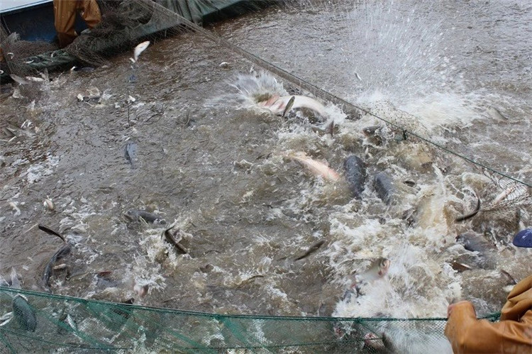 大拉网 无囊大拉网 地拉网 高脚网