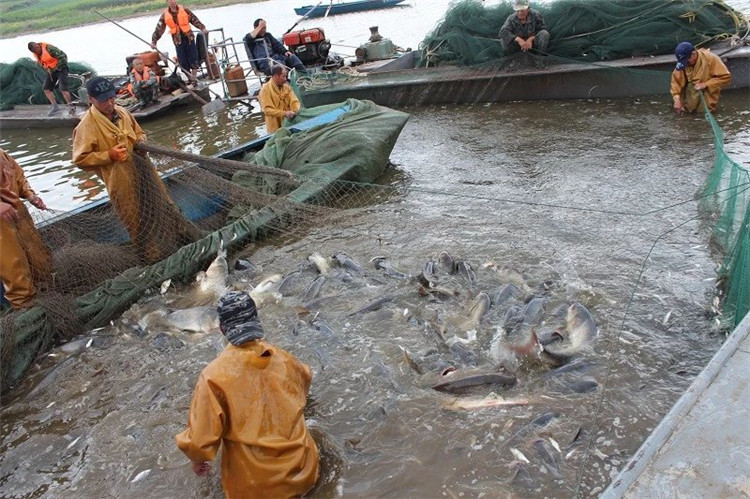 大拉网 无囊大拉网 地拉网 高脚网