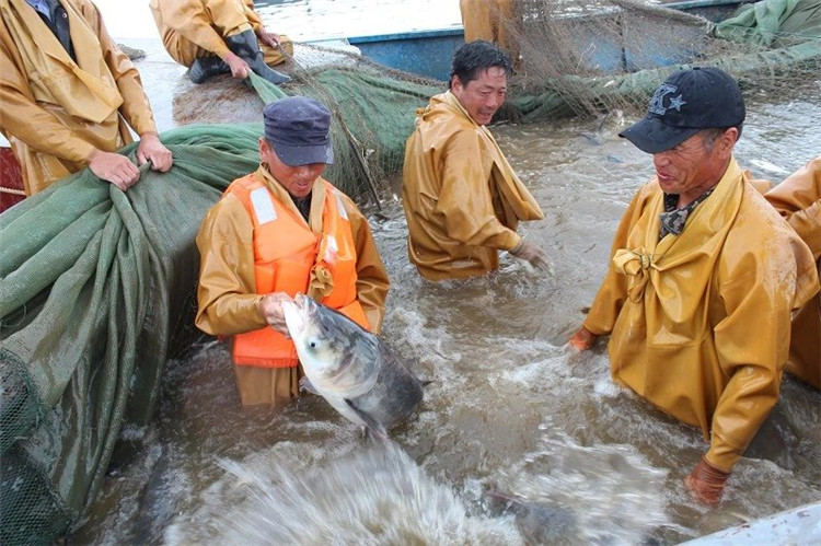 大拉网 无囊大拉网 地拉网 高脚网