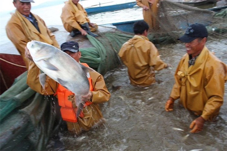 大拉网 无囊大拉网 地拉网 高脚网