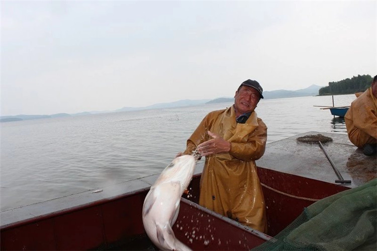 大拉网 无囊大拉网 地拉网 高脚网