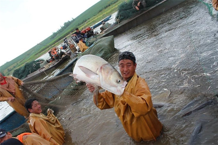 大拉网 无囊大拉网 地拉网 高脚网