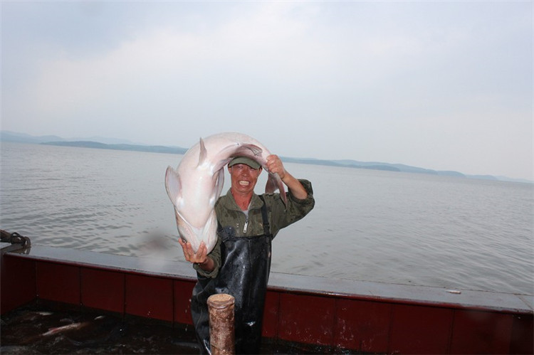 大拉网 无囊大拉网 地拉网 高脚网