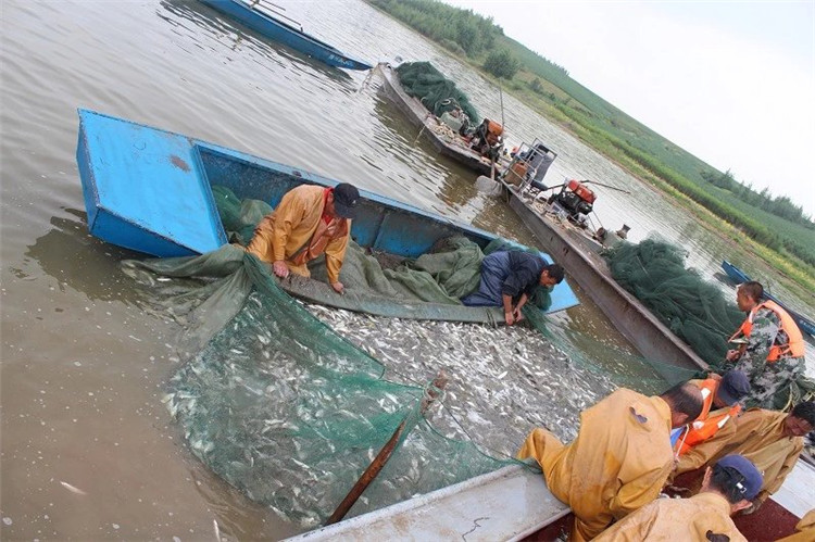 大拉网 无囊大拉网 地拉网 高脚网