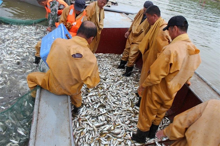 大拉网 无囊大拉网 地拉网 高脚网