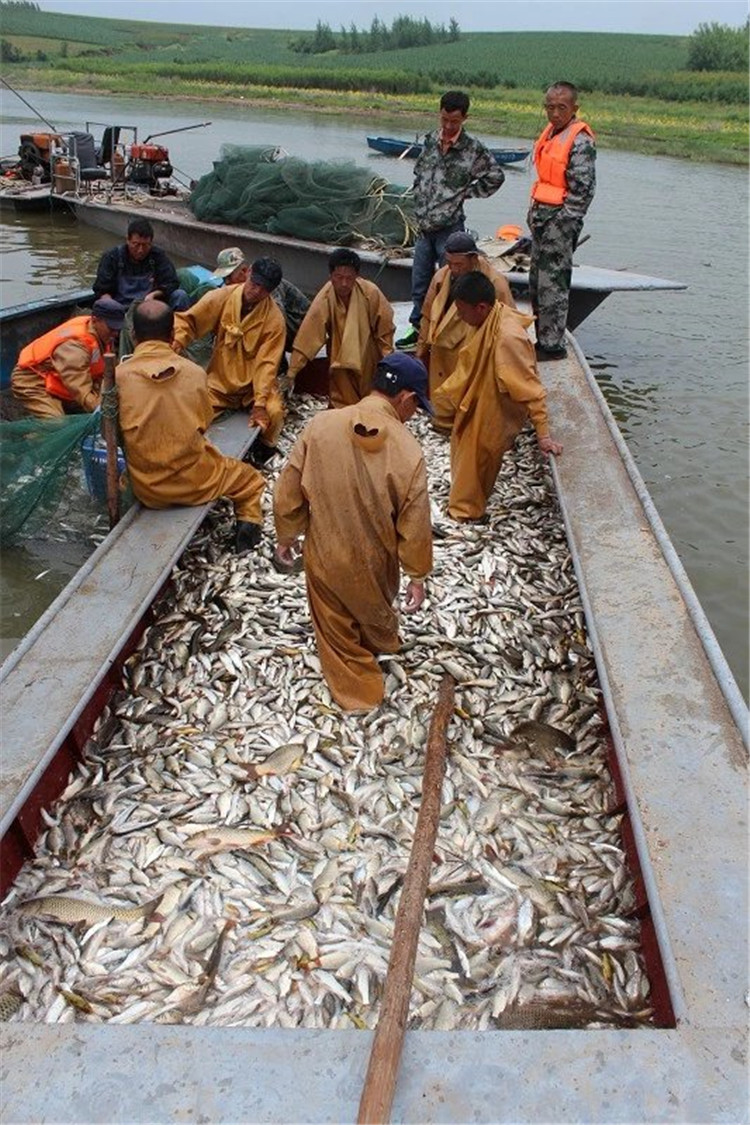 大拉网 无囊大拉网 地拉网 高脚网
