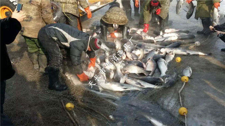 大拉网 有囊大拉网 冰下大拉网 地拉网