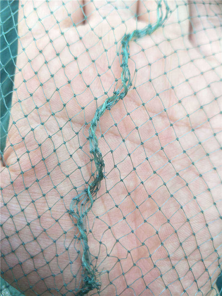 兜网 双翼双囊 双船 拖网 