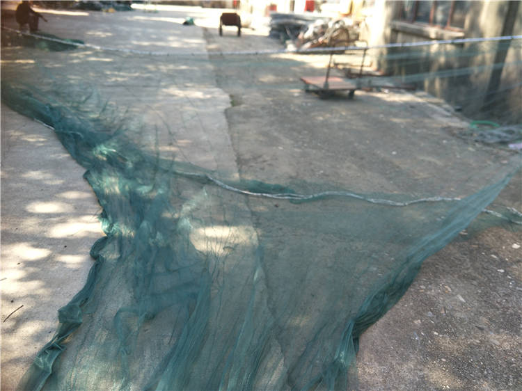 兜网 双翼双囊 双船 拖网 