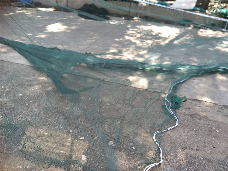 兜网 双翼双囊 双船 拖网 