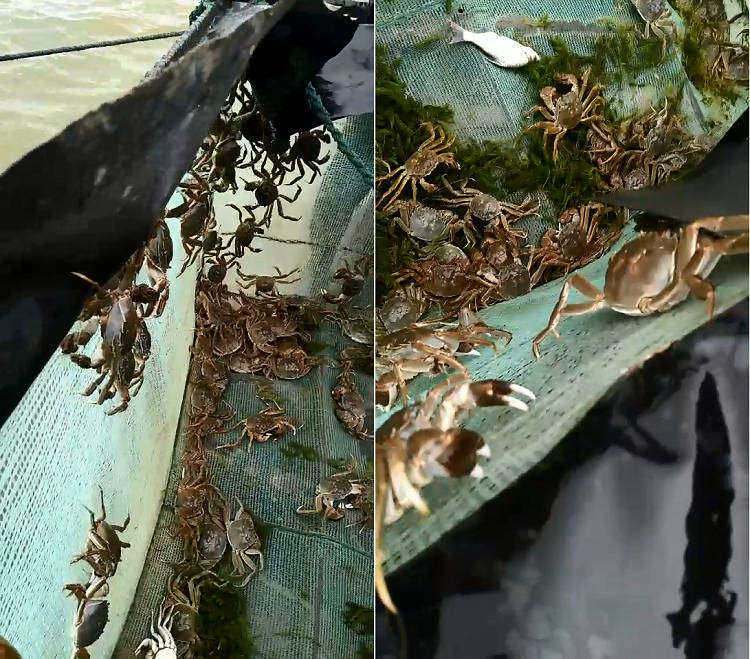 网箱 防逃网箱 多层网箱